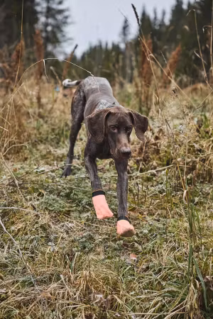 Non-stop Protector Light Socks (4-pack)