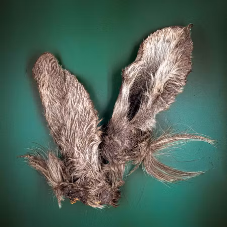 Älgöra med päls – EMMZO