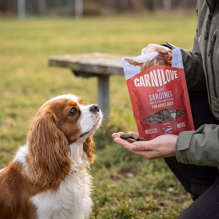 Carnilove Soft Sardiner & Ramslök 200 g