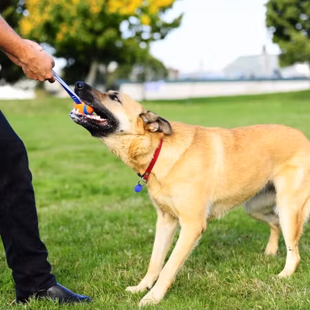Chuckit! Ultra Tug