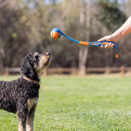 Chuckit! Fetch & Fold Launcher - Original