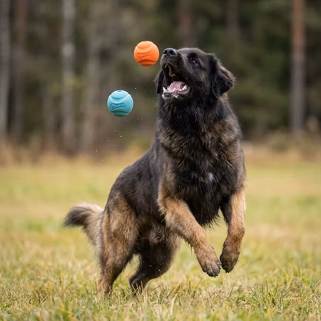 Chuckit! Fetch Ball – Medium 6 cm, 2-pack