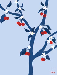 Cherry
