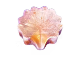 Såpe skåler Skjell.