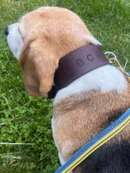 Track collar Järven