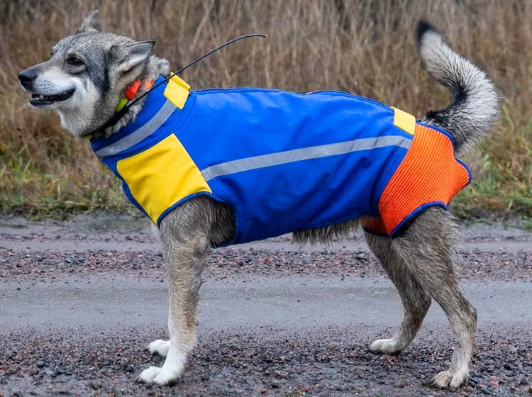 Peter Dogworks jakthund, jämten Orka i sin skyddsväst