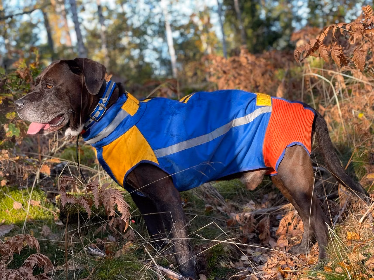 Hane 37kg Catahoula i sin skyddsväst Orka, vildsvinsskydd
