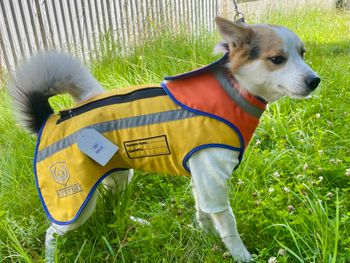Mithrill hundbrynja