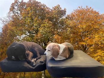 Dog Bed Järven