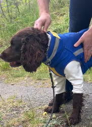 Mithrill Dog Armor