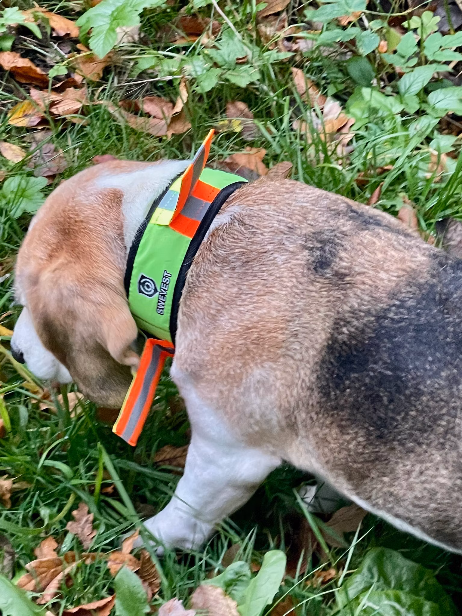 Swevest Reflexhalsband