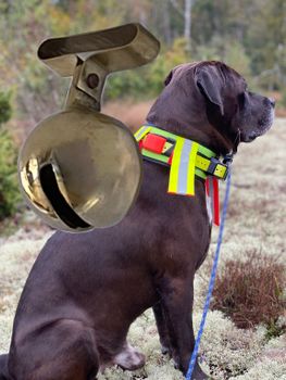 Handmade dog bell in brass