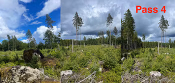 Jagt i Sverige på vildsvin og råbuk.