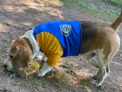Skyddströja Stolt Hund