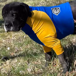 Skyddströja Stolt Hund