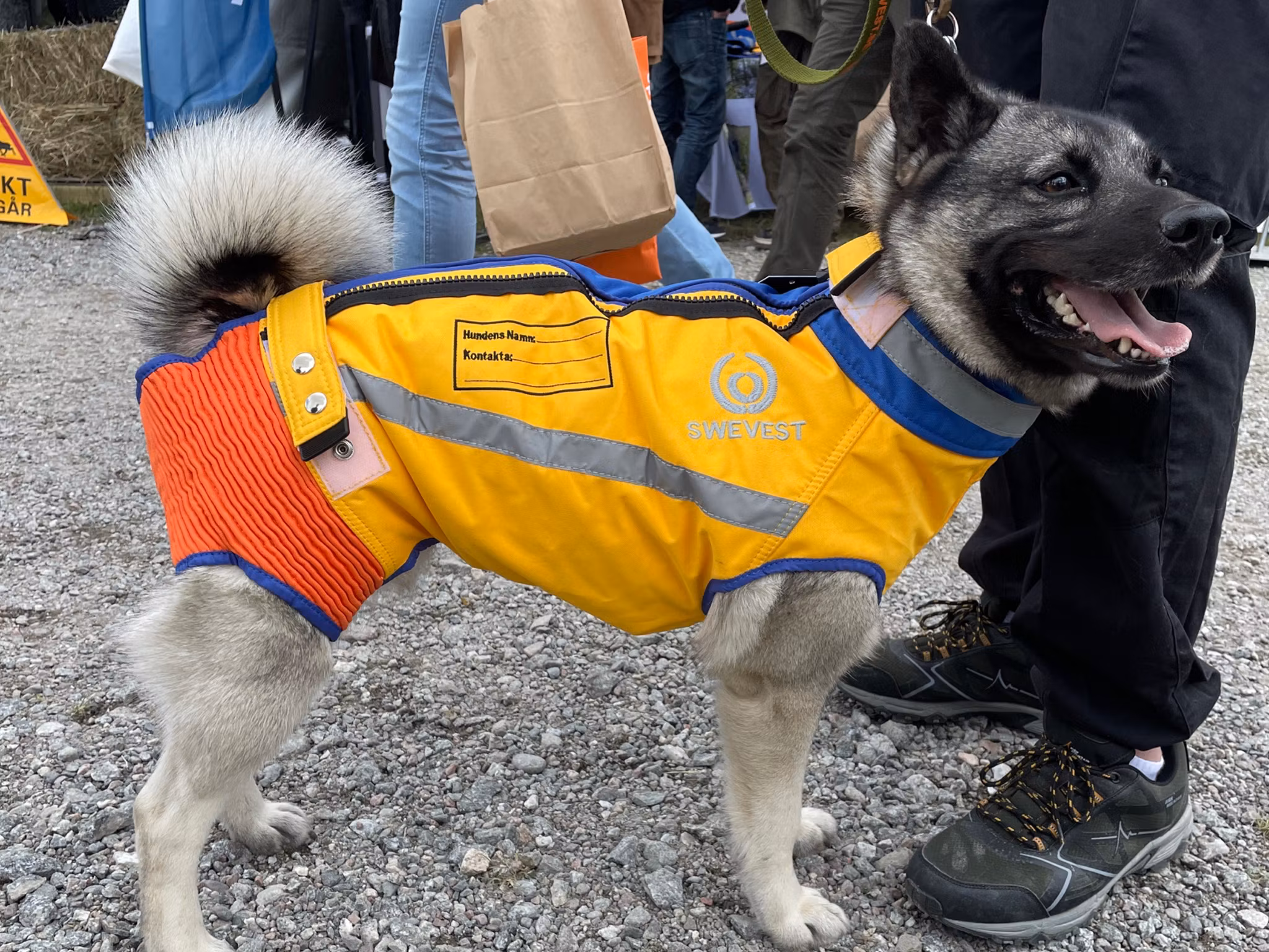 Vildsvin kan både skada och döda både jakthundar och jägare. Här en vacker gråhund i sin medium väst