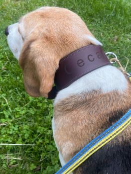 Track collar Järven