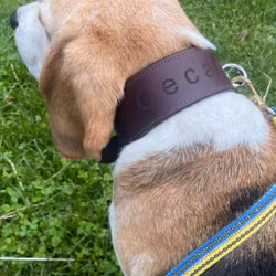 Track collar Järven