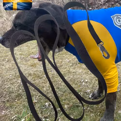 Hundkoppel Bas