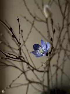 Handgjord BLÅSIPPA i papper