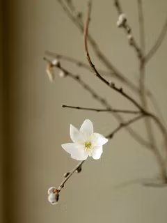 3st handgjorda VITSIPPOR i papper