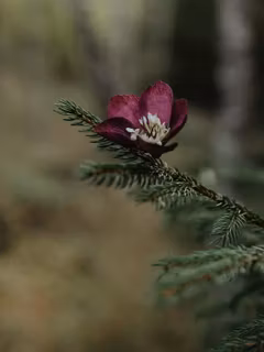 Handgjord JULROS BURGUNDY i papper - Linnéa Ahlsten Lundgren