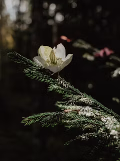 Handgjord JULROS VIT i papper - Linnéa Ahlsten Lundgren