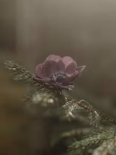 Handgjord ANEMON MÖRK BURGUNDY i papper - Linnéa Ahlsten Lundgren