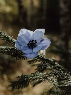 Handgjord ANEMON DIMBLÅ i papper - Linnéa Ahlsten Lundgren