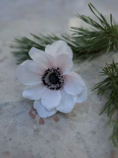 Handgjord ANEMON VIT i papper - Linnéa Ahlsten Lundgren