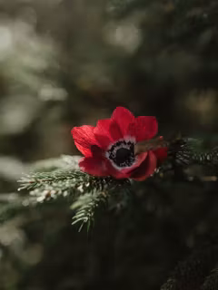 Handgjord ANEMON RÖD i papper - Linnéa Ahlsten Lundgren