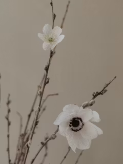 Handgjord ANEMON VIT i papper - Linnéa Ahlsten Lundgren