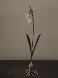 Handgjord SNÖDROPPE PÅ LÖK i papper NO. 2