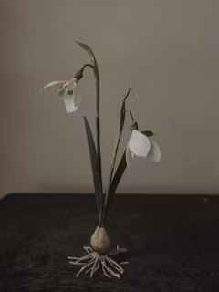 Handgjord SNÖDROPPE PÅ LÖK i papper NO. 4