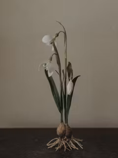 Handgjord SNÖDROPPE PÅ LÖK i papper NO. 5