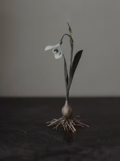 Handgjord SNÖDROPPE PÅ LÖK i papper NO. 1