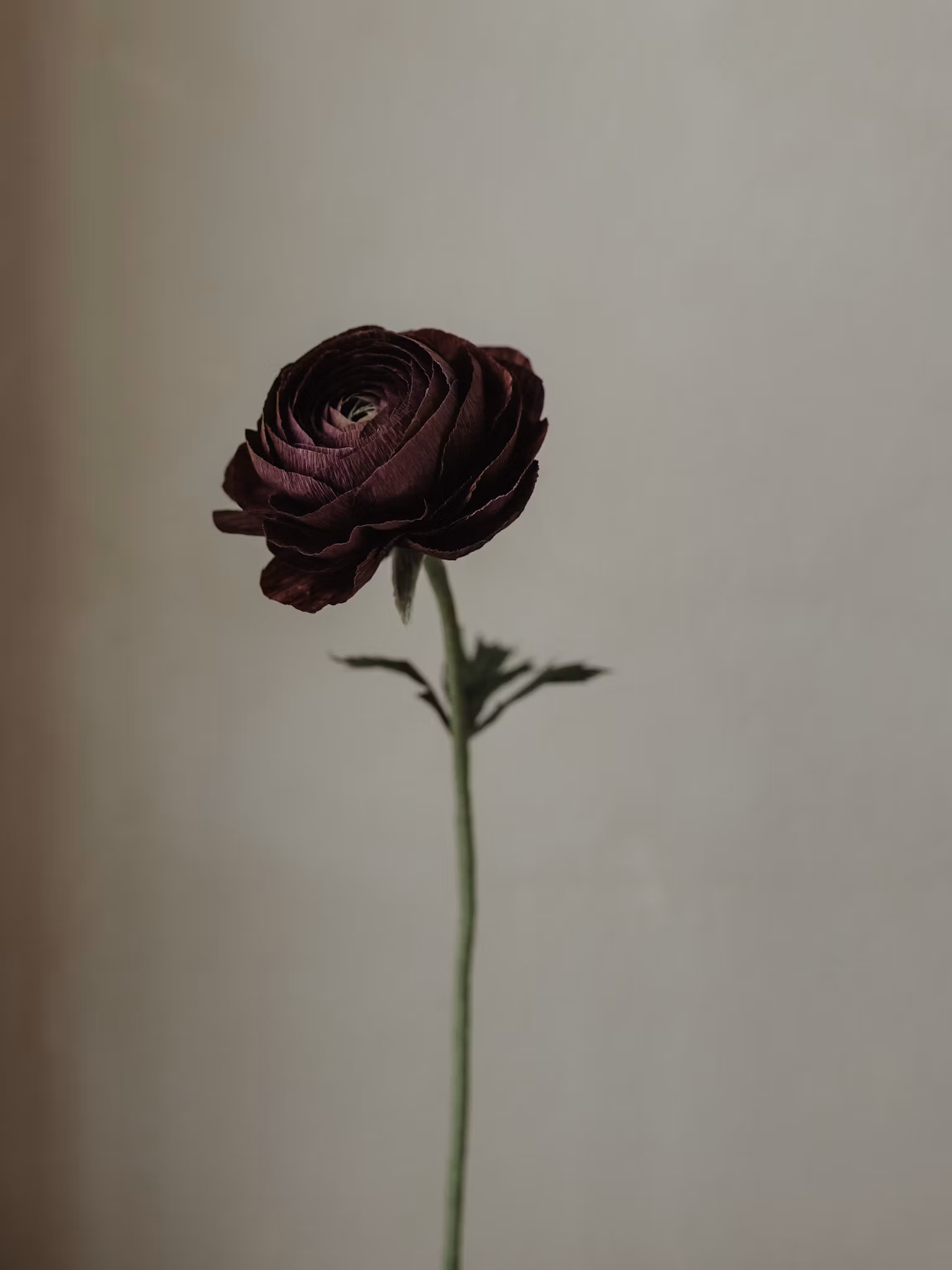 Handgjord RANUNKEL BURGUNDY NO. 1