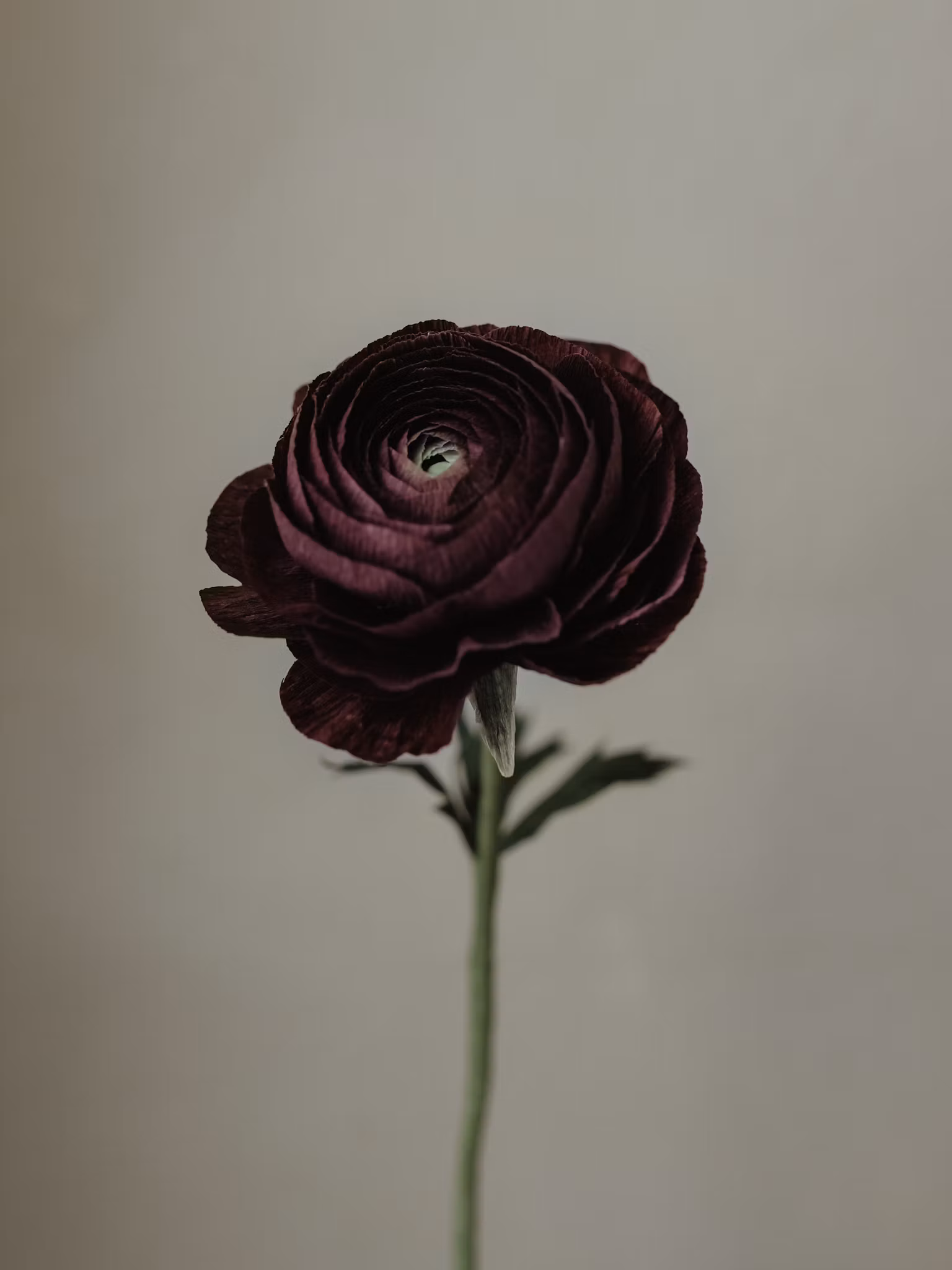 Handgjord RANUNKEL BURGUNDY NO. 1