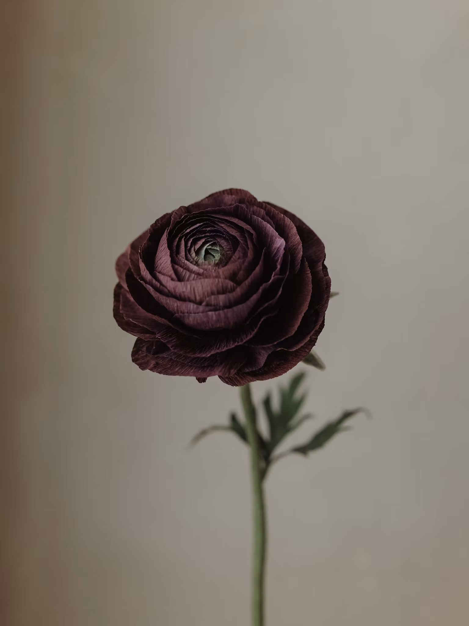 Handgjord RANUNKEL BURGUNDY NO. 2