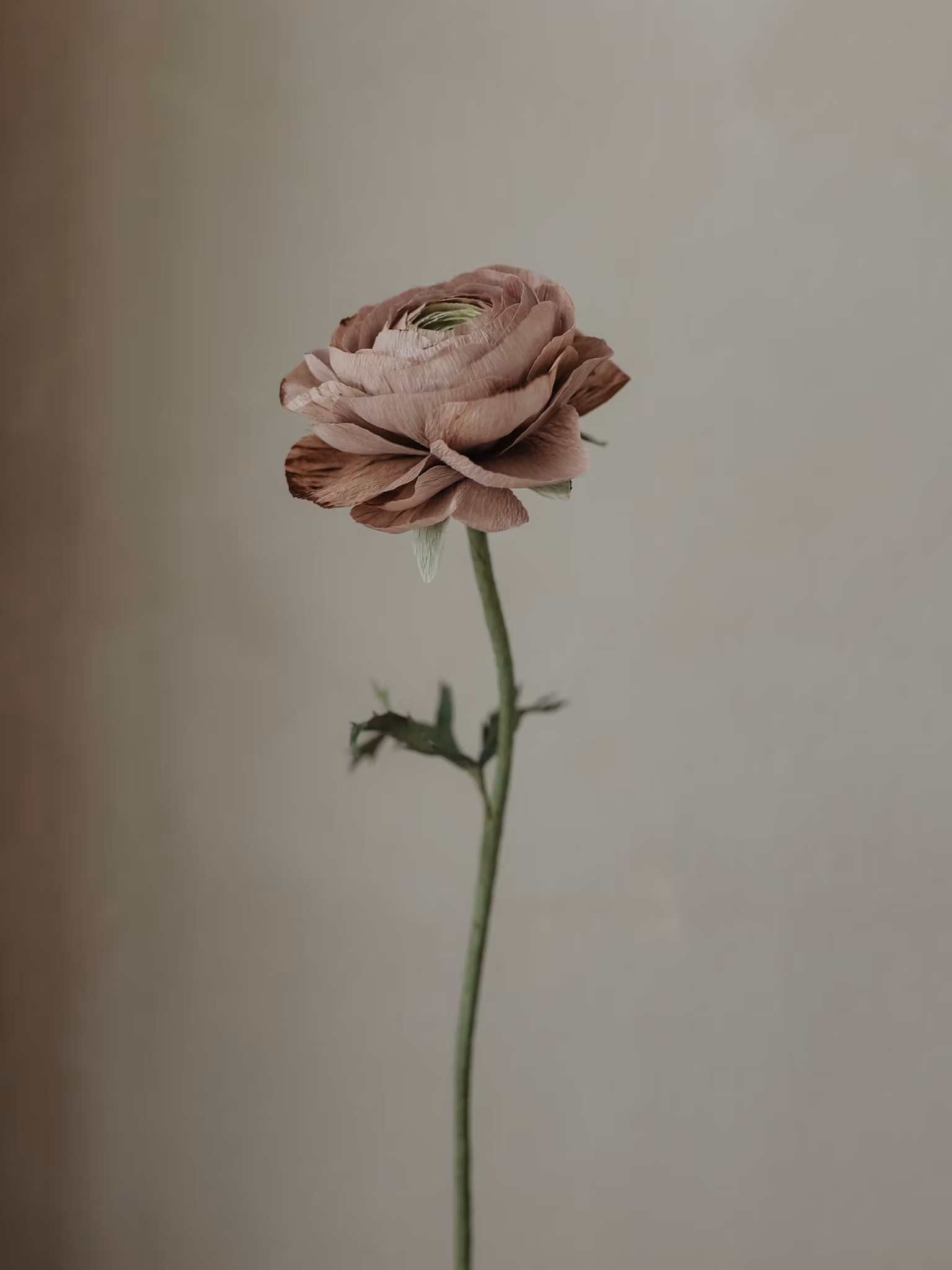 Handgjord RANUNKEL MAUVE NO. 1