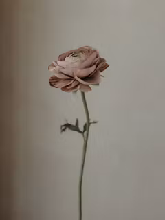 Handgjord RANUNKEL MAUVE NO. 1
