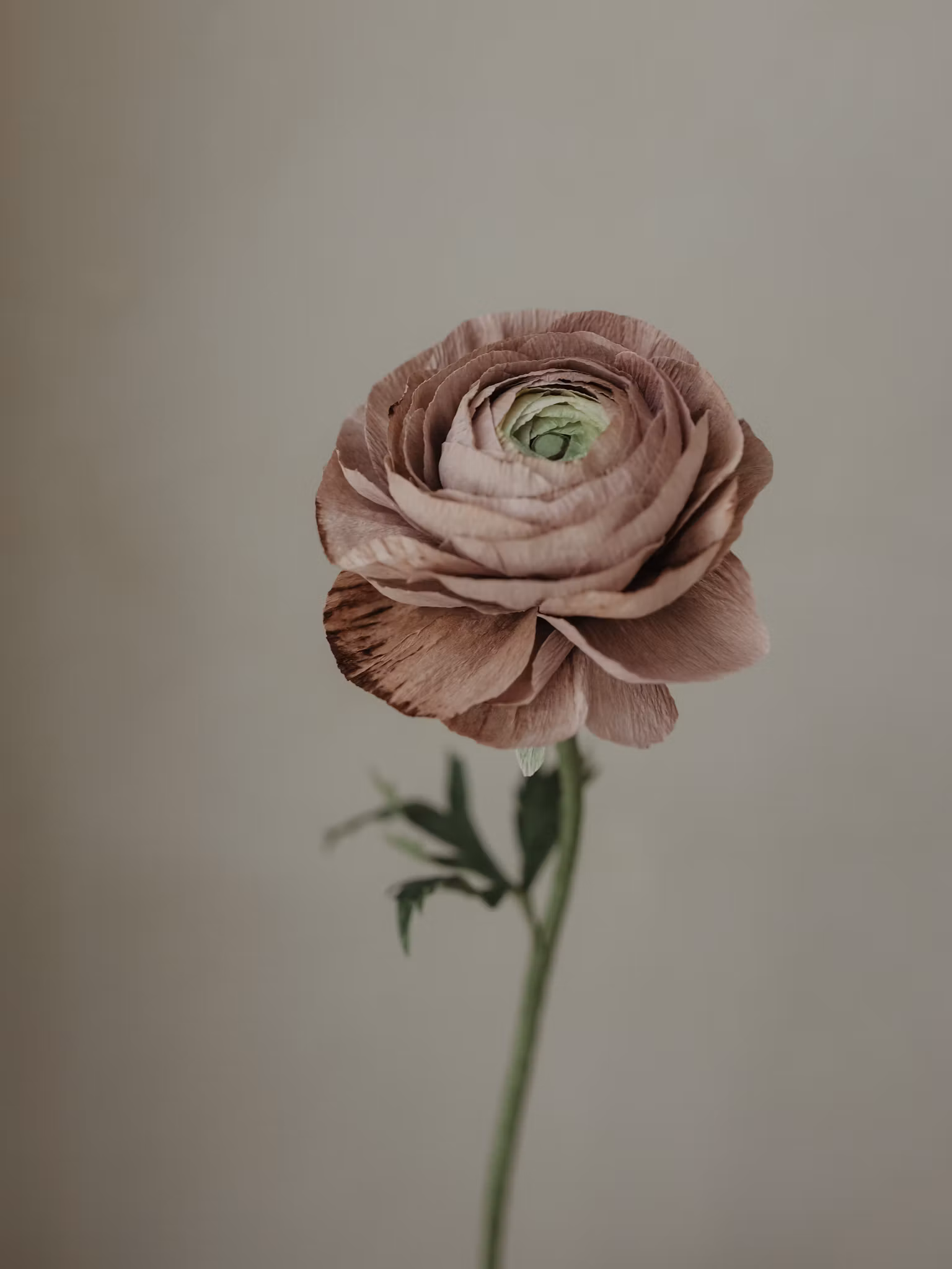 Handgjord RANUNKEL MAUVE NO. 1