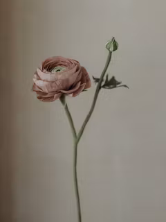Handgjord RANUNKEL m. knopp MAUVE NO. 2