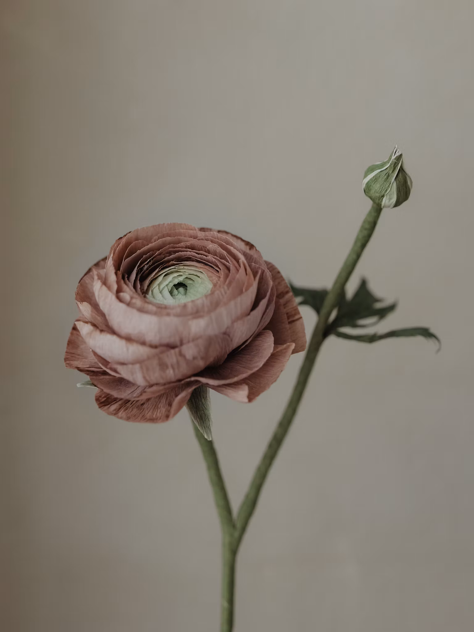 Handgjord RANUNKEL m. knopp MAUVE NO. 2