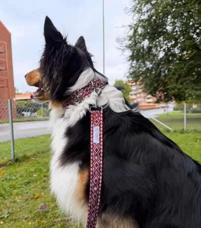 Nordisk Saga skärpknäppe