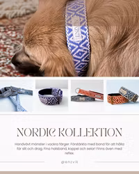 Nordic set koppel + halsband (3.8cm)