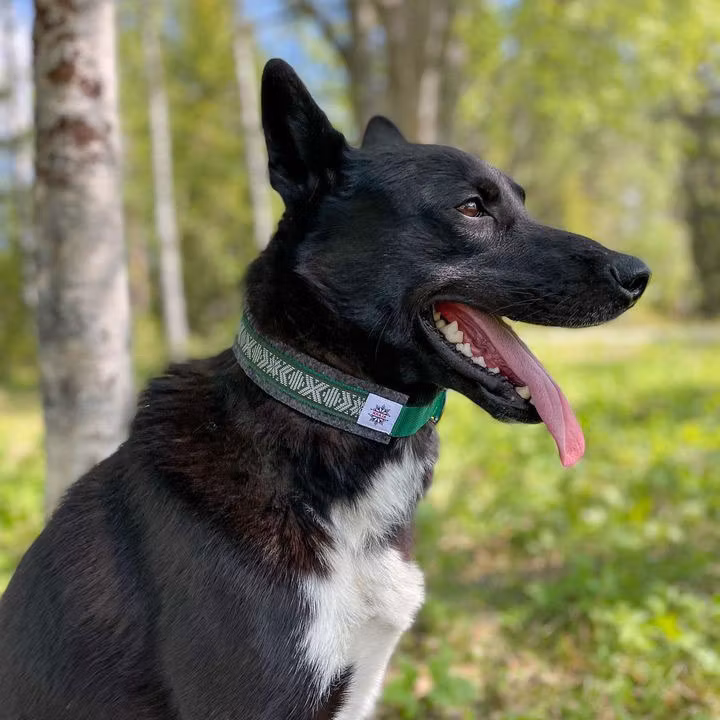 Halsband Classic i ull med reflexband