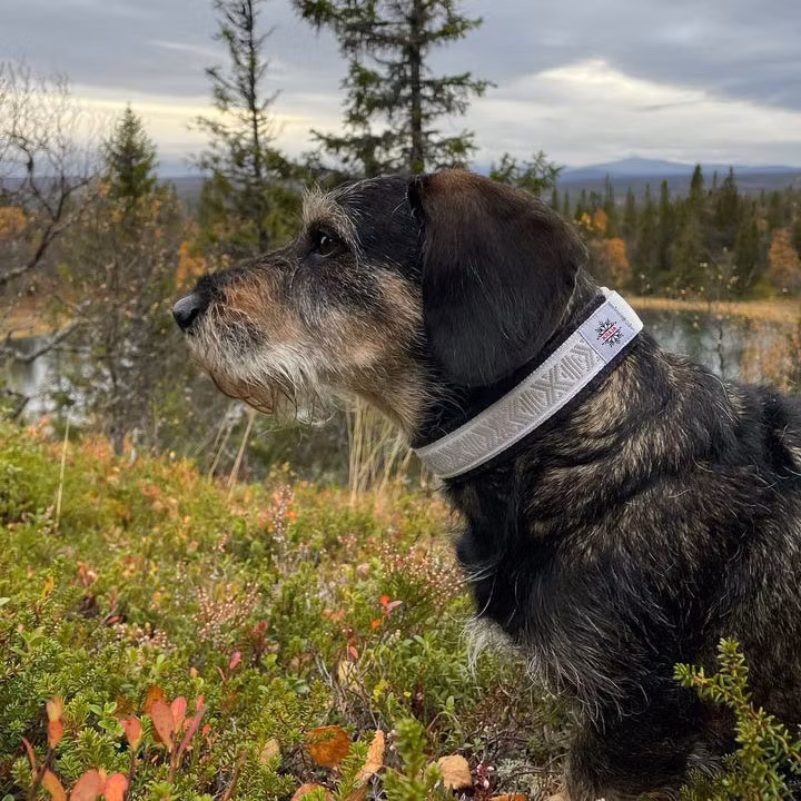 Halsband Classic i ull med reflexband