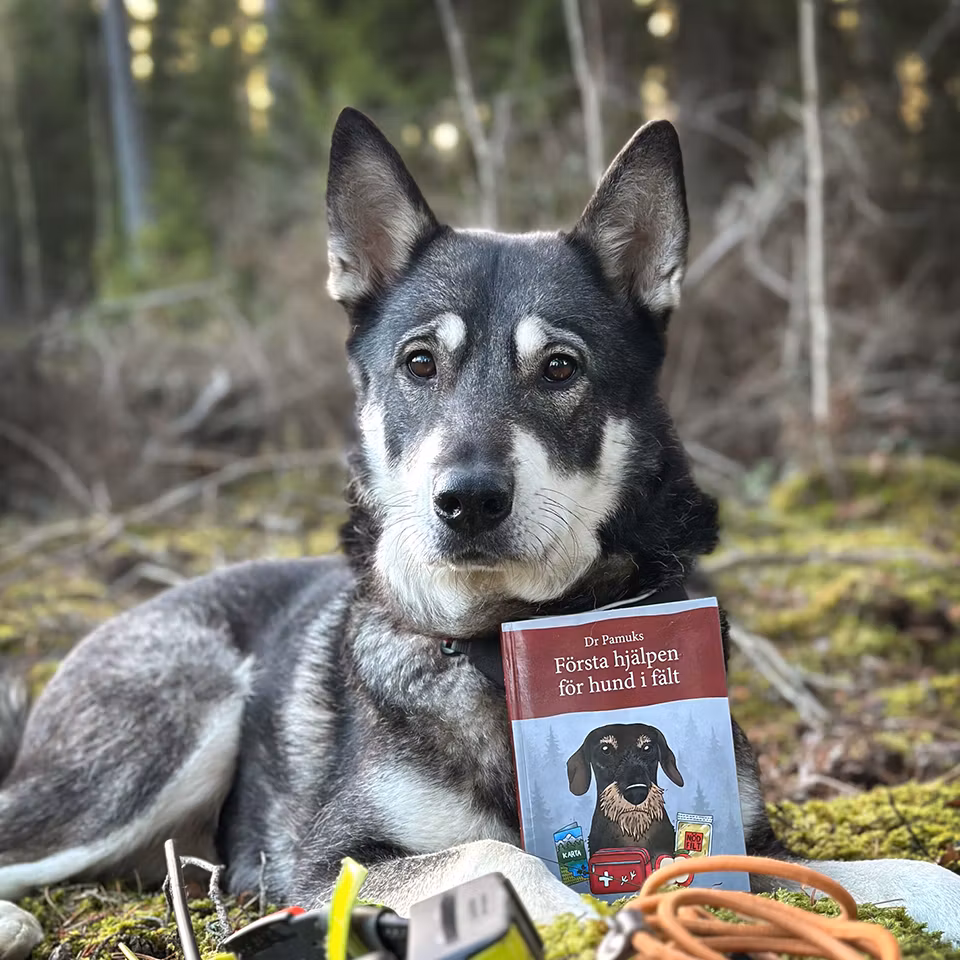 Dr. Pamuks Första hjälpen för hund i fält