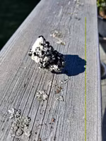 Schorl/svart Turmalin på matris, 29gr